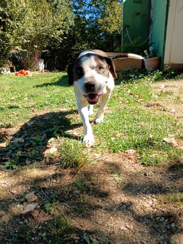 LEA - cagnolina di 5 anni Foto 5
